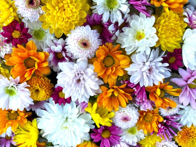 日常に癒しを ――心と身体を整える「植物の力」と、暮らしの余白